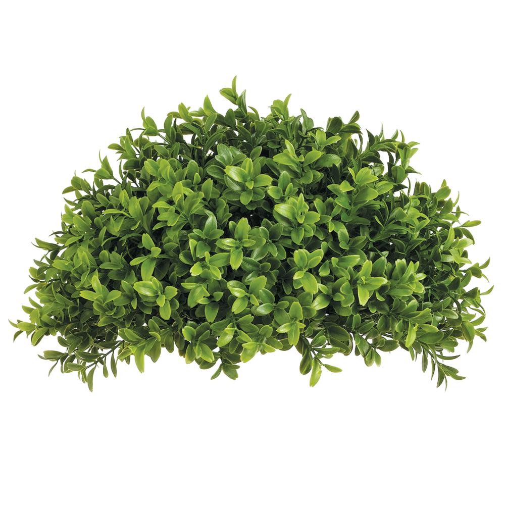 Boxwood Half Ball