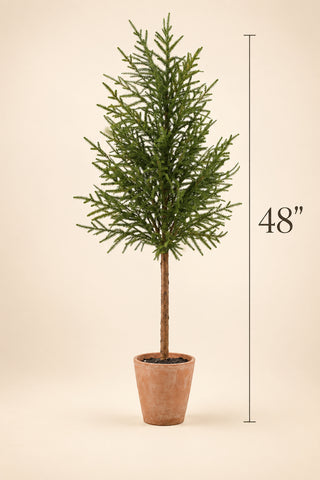 Cypress Tree in Cement Pot, 2 Size Options