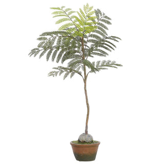 30" Jacaranda Fern Plant in Cement Pot
