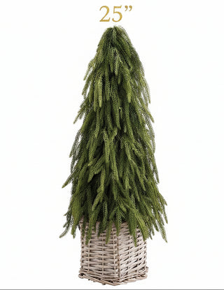 Cypress Cone Topiary in Basket , 2 Size Options