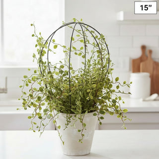 Soft Green Muehlenbeckia Wire in Cement Pot , 2 Style Options