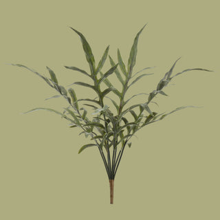 24" Java Fern Bush