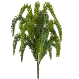 23" Foxtail Pine Bush