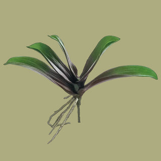 13" Phalaenopsis Orchid Leaf Plant