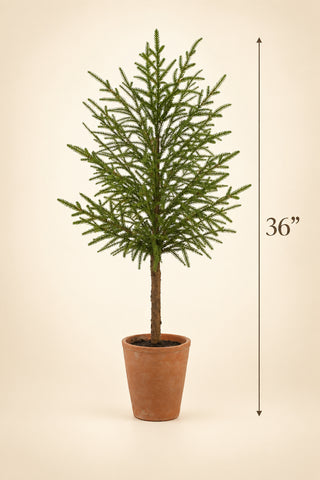 Cypress Tree in Cement Pot, 2 Size Options