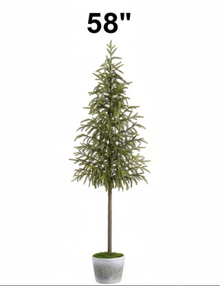 Cypress Tree in Cement Pot, 2 Size Options