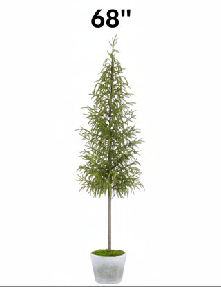 Cypress Tree in Cement Pot, 2 Size Options