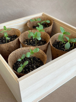 Flower Cutting Garden Gift Box