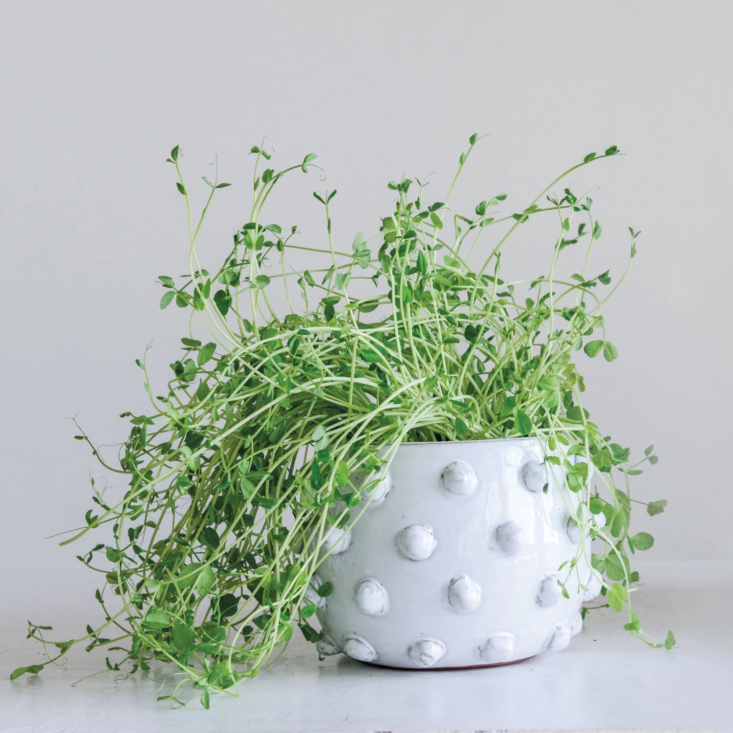 Terracotta Planter with Raised Dots