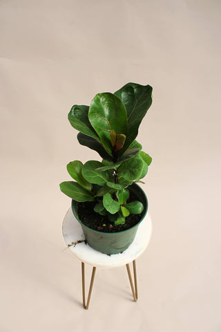 Live Plant-Fiddle Leaf Fig  6" Pot