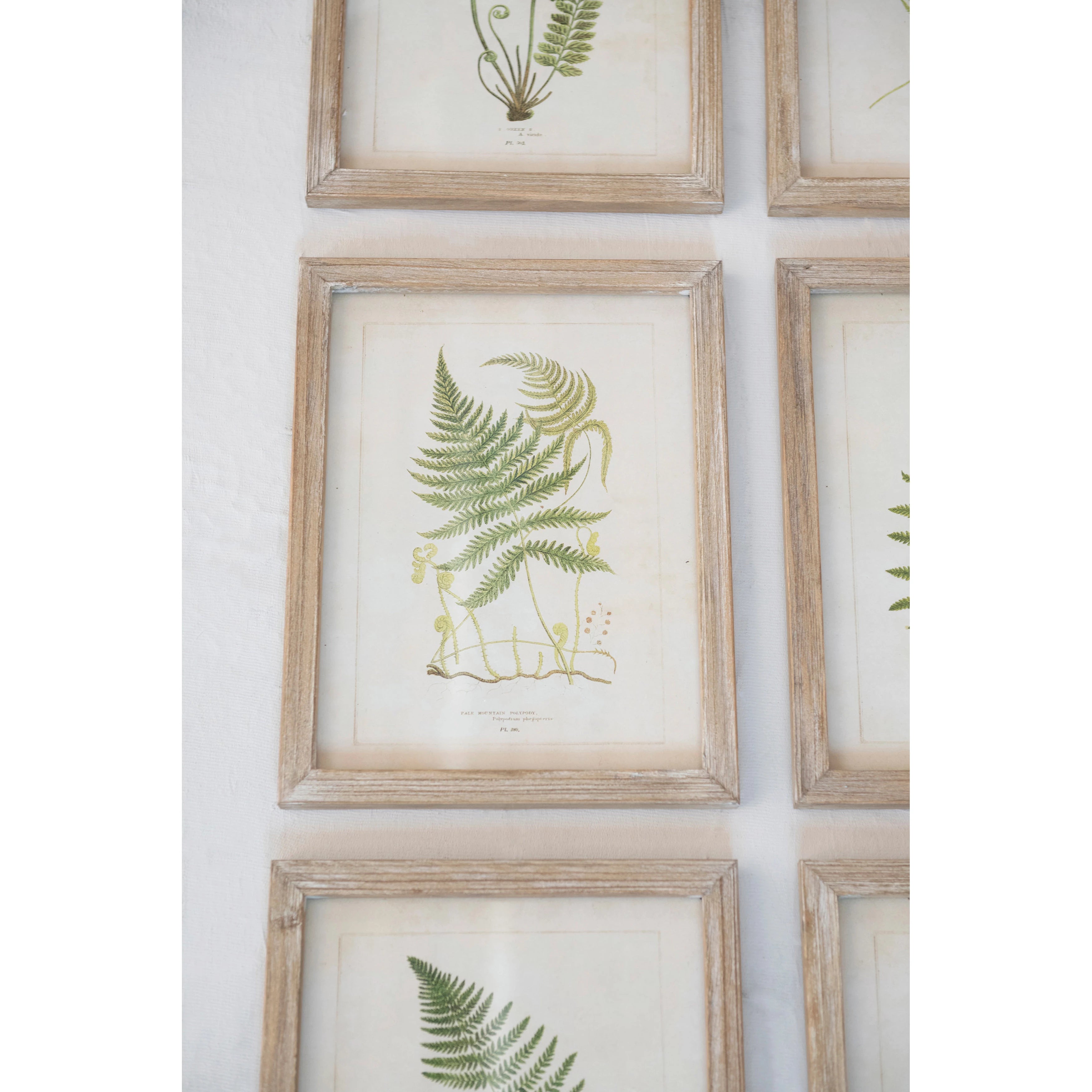 Wood Framed Glass Wall Décor with Fern Fronds Image, Six Styles