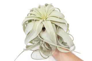 Live Plant- Airplant Large Tillandsia Xerographica