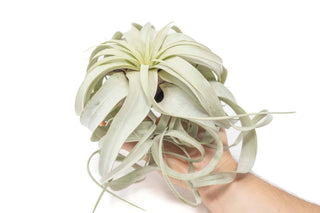 Live Plant- Airplant Large Tillandsia Xerographica