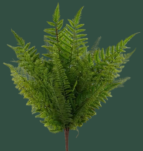 Pre Order 23"L Fern Bush
