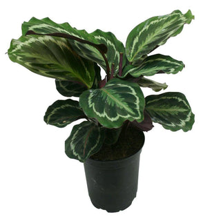 Live Plant- Medallion Calathea