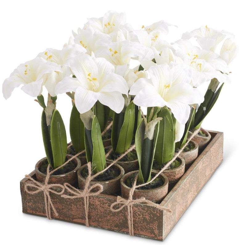 Potted White Amaryllis