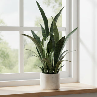 28" Sansevieria Plant in Cement Pot