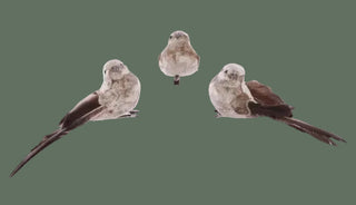 Set of 12 Bird on Clip, 2 Color Options