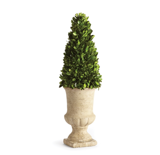 Boxwood Cone Topiary in Urn