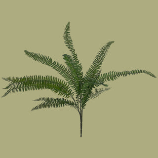 30" Witch Hazel Fern Bush