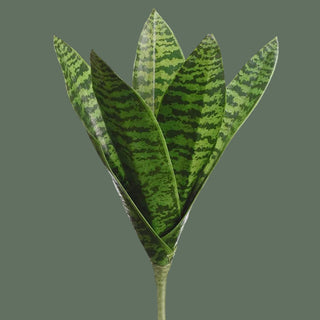 Sansevieria Plant, 2 Size Options