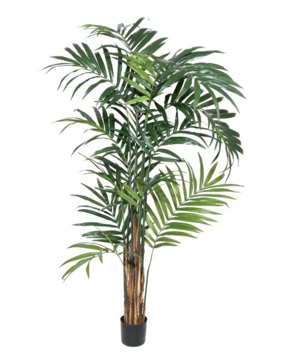 9' Kentia Palm Tree