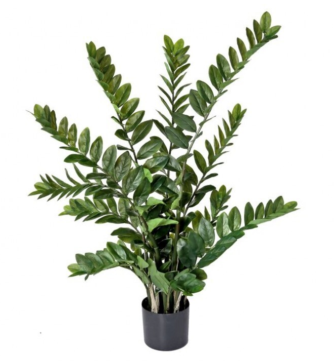 42" Zamifolia Plant