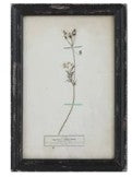 Vintage Reproduction Botanical Print, Style Options