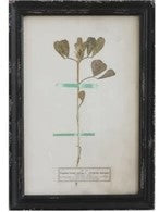 Vintage Reproduction Botanical Print, Style Options