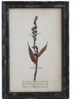 Vintage Reproduction Botanical Print, Style Options