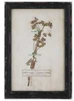 Vintage Reproduction Botanical Print, Style Options