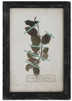 Vintage Reproduction Botanical Print, Style Options