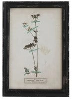 Vintage Reproduction Botanical Print, Style Options