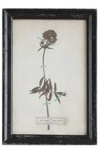 Vintage Reproduction Botanical Print, Style Options