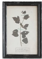 Vintage Reproduction Botanical Print, Style Options