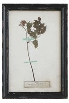 Vintage Reproduction Botanical Print, Style Options