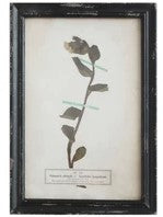 Vintage Reproduction Botanical Print, Style Options