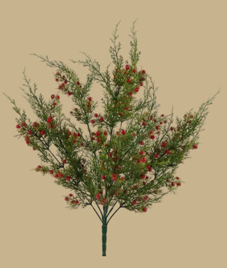Oregon Juniper Berry Bush