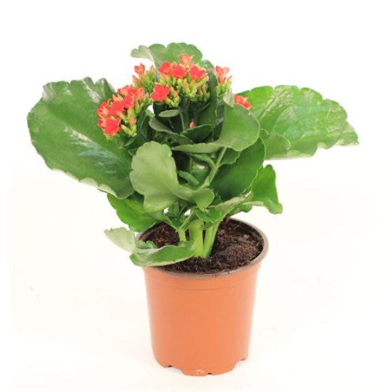 Live Plant- Blooming Kalanchoe 4" Pot