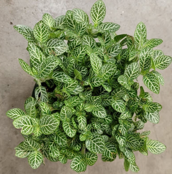 Live Plant- Fittonia Green & White Leaf