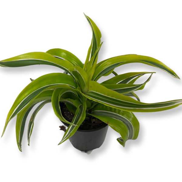 Live Plant- Dracaena Dragon Lemon Surprise