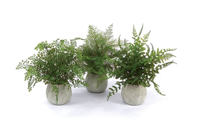 14"H Potted Fern, Assorted Styles